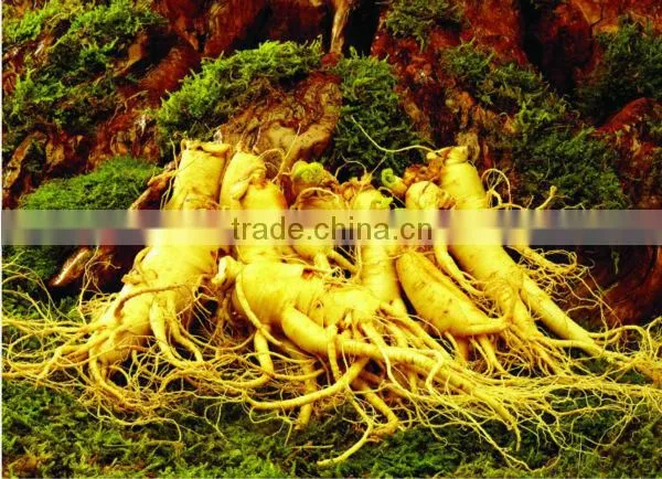 Radix et Rhizoma Ginseng