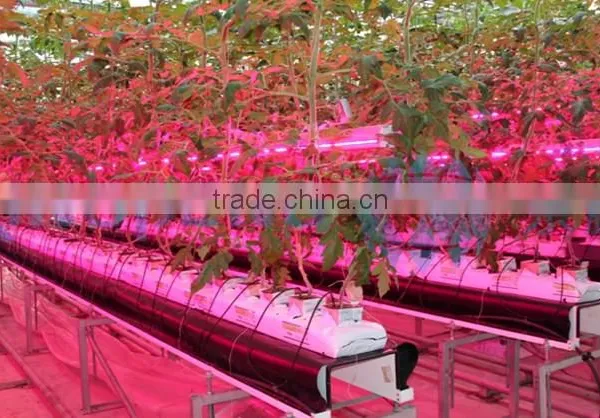 Agricultural Greenhouse Light photo-2