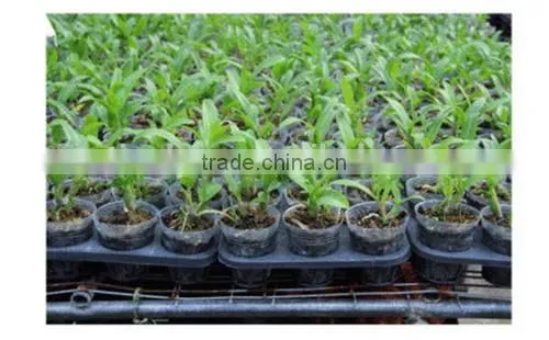 Practical First Choice Seedling Planting Rice Seedling Tray photo-4