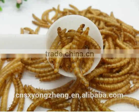 Dried Mealworms,Birds Food & Aquarium Fish Food photo-3