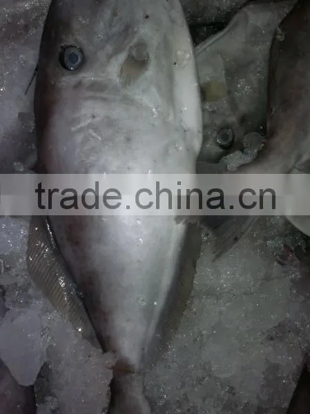 Frozen Leather Jacket Fish Whole