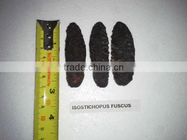 Isostichopus Fuscus photo-4