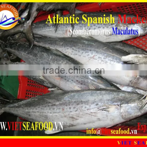 FROZEN ATLANTIC SPANISH MACKEREL WHOLE ROUND