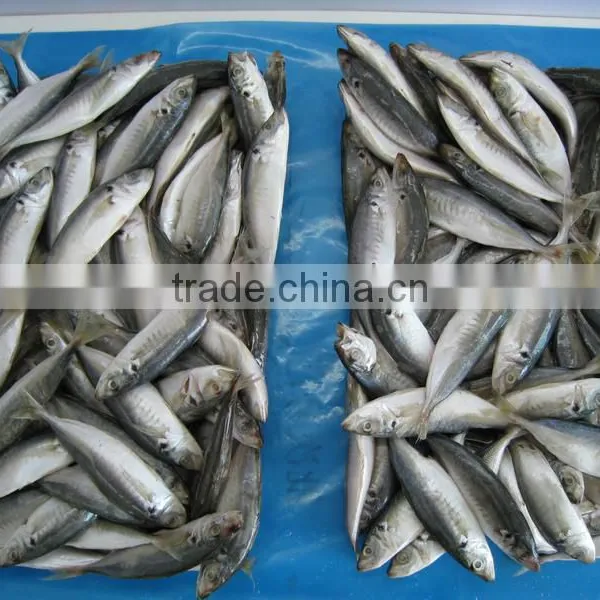 Frozen Fish Frozen Horse Mackerel photo-2