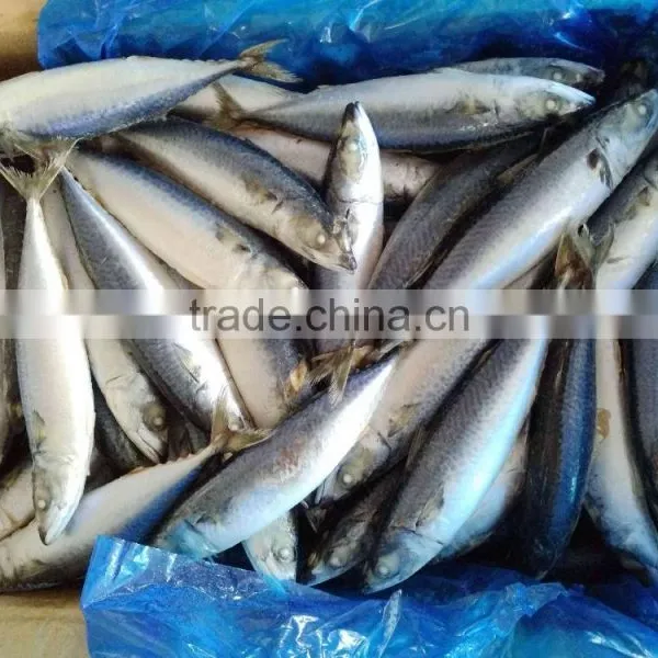 Scomber Japonicus Grade A Frozen Pacific Mackerel photo-3