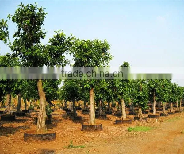 Ficus Altissima for Tropical Climate Garden Plants and Landscaping Trees photo-3
