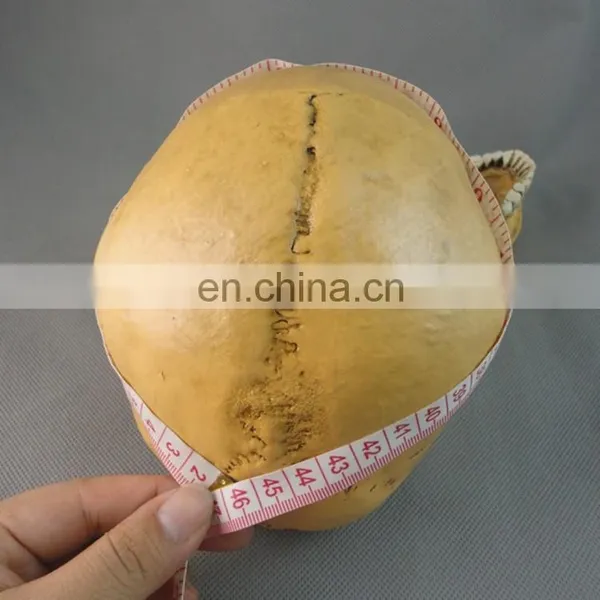 Wholesale Simulation Decorative Party Skull FGHS-0006 photo-6