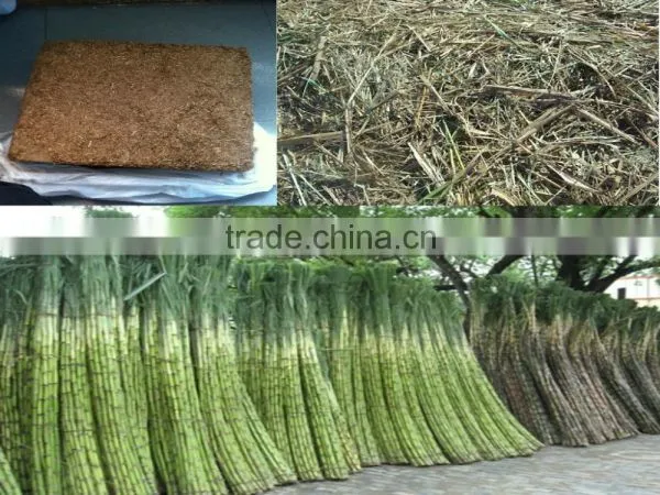 VIET NAM UNFERMENTED BAGASSE FOR ANIMAL FEED