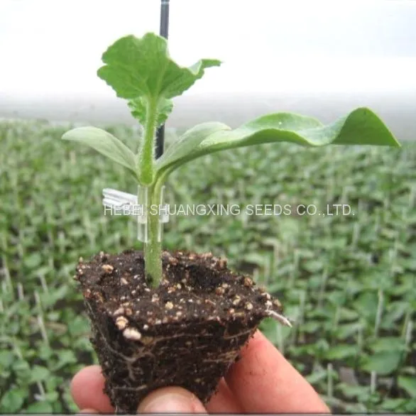 High Quality Hybrid Rootstock Seeds for Watermelon/melon Planting photo-3