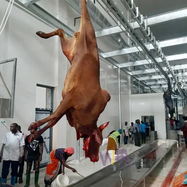 Specially Customized Bull Butcher Machine Blood Trough For Cow Slaughter House photo-3