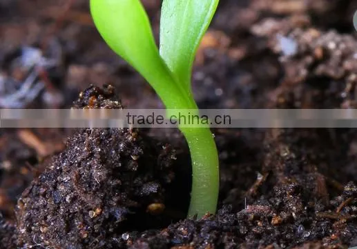 Sodium Humate Granule photo-2