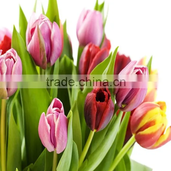 2016 High Quality Tulips, Fresh Cut Tulips Same Quality Like Holland From China photo-3