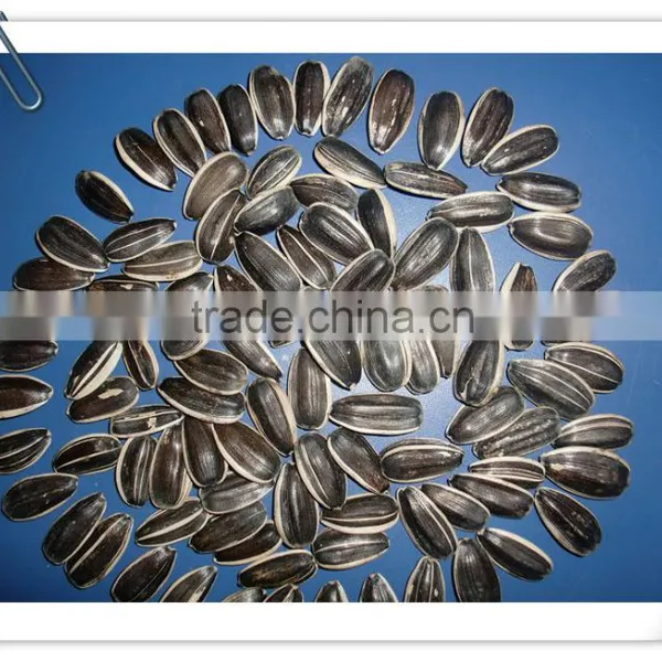 Inner Mongolia Sunflower Seeds 5009 Long Shape photo-3