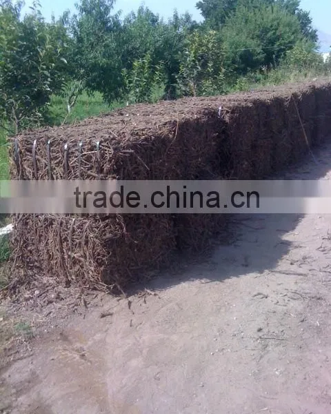 Liqorice Roots photo-2