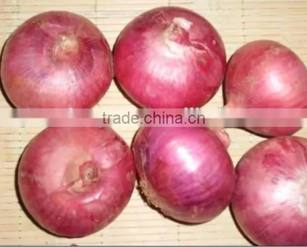 fresh Chinese red onion