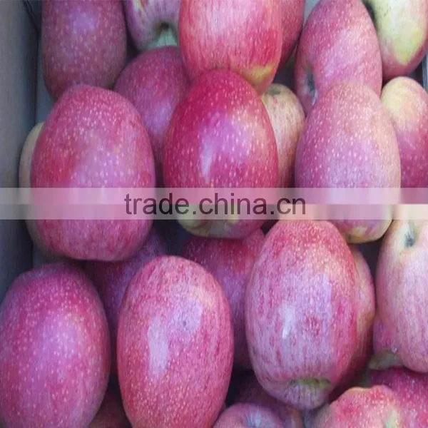 High Quality Fresh Apple Fruit Fresh Qinguan Apple photo-6