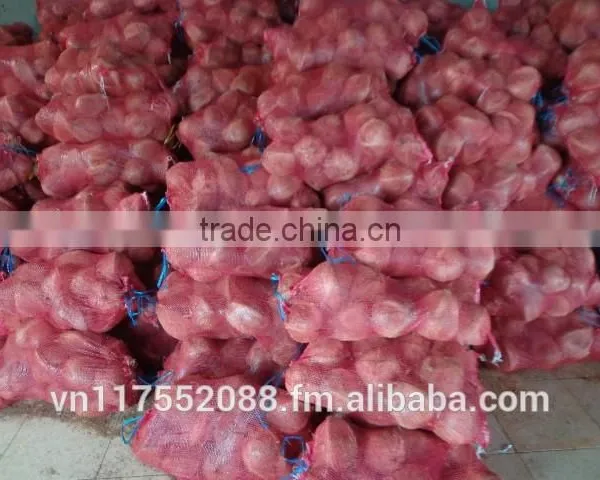 Vietnam Cheap Mature Semi Husked Coconut photo-5