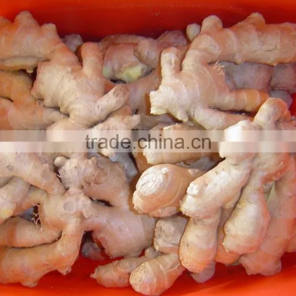 Good Quality Chinese Fresh Ginger photo-2