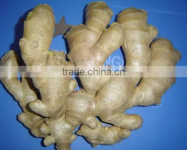 Organic Fresh Ginger photo-6