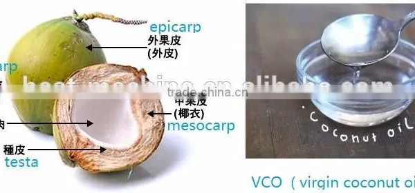 High Quality Newest Cold Pressing Coconut Oil Press Machine For Virgin Coconut Oil photo-2