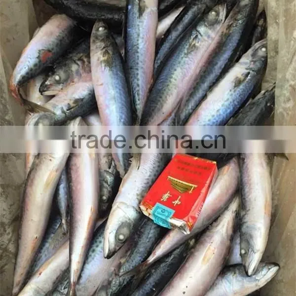 Seafood Frozen Fresh Scomber Japonicus Mackerel Fish photo-2