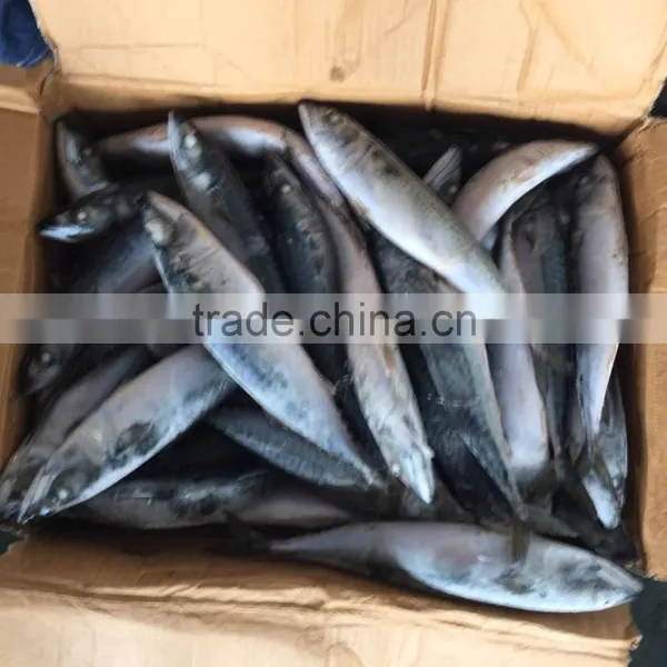 2016 NEW HOT SALE SHIPFROZEN &SeaFrozen Pacific Mackerel 200-300g photo-3