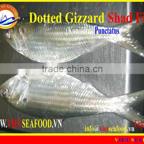FROZEN DOTTED GIZZARD SHAD FISH W/R