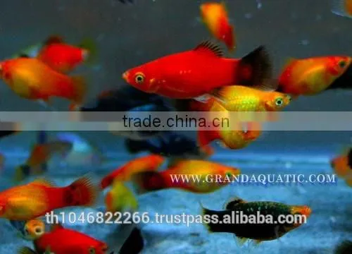 Platy Fish Farm For Sale / Ornamental Fish Exporter photo-4