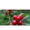 Lingonberry Fruit Powder
