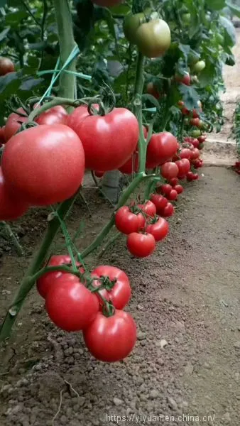 Big Pink Seeds Hot Tomato Greenhouse Plant Tomato Seeds No.62 photo-4