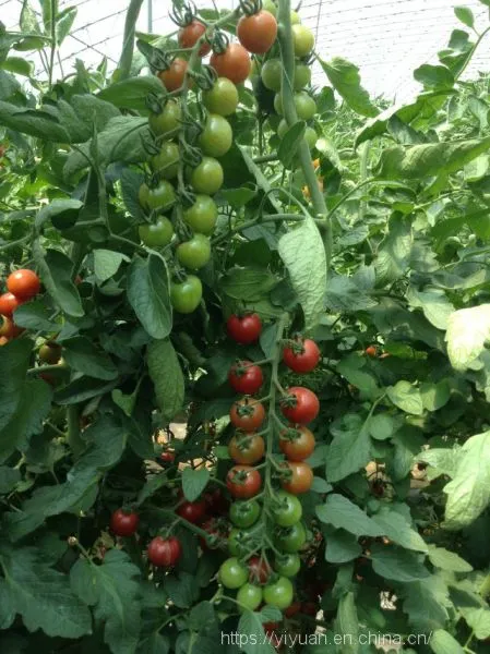 Cherry Tomato Seeds Hot Tomato Greenhouse Plant Tomato Seeds No.69 photo-2