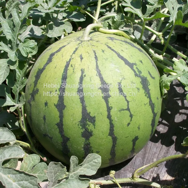 Small Phoenix f1 Hybrid Yellow Watermelon Seeds photo-3