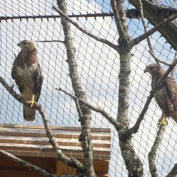 Flexible Stainless Steel Cable Net, Transparent Wire Rope Mesh for Zoo Exhibit & Wildlife Safety Enclosure photo-5