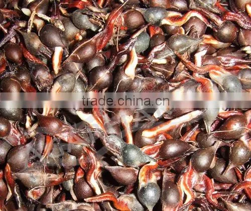 Agarwood-Aloeswood-Eaglewood-Oud-Oudh-Gaharu-Jinkoh-Chen Xiang-Calambac-Bois D'aigle-Adlerholz [Seeds]