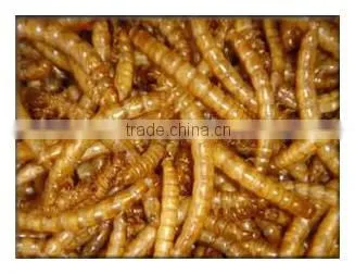 Nutrition Mealworms Treats for Wild Birds