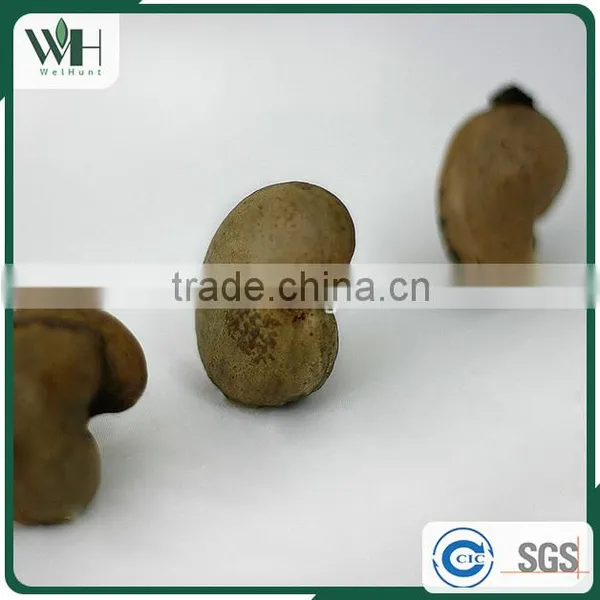 Cambodia Origin Raw Cashew Nuts in Shells photo-4