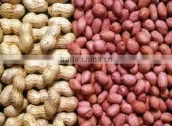 PEANUT KERNAL