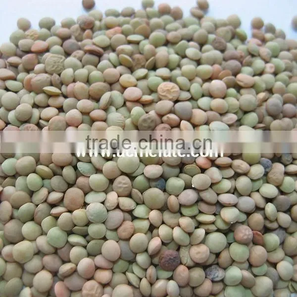 Hot Products Grade A Sunflower Seeds photo-4