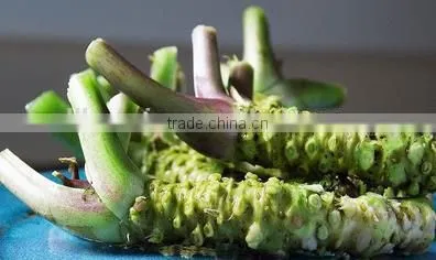 Factory Directly Sale Spicy Horseradish Powder photo-4