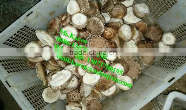 Mushroom Leg and Cap Separator Machine / Mushroom Stem Removal Machine photo-6