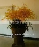 Oncidium Plant