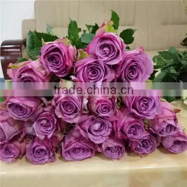 Export Roses Fresh Cut Flowers From Kunming of China photo-4