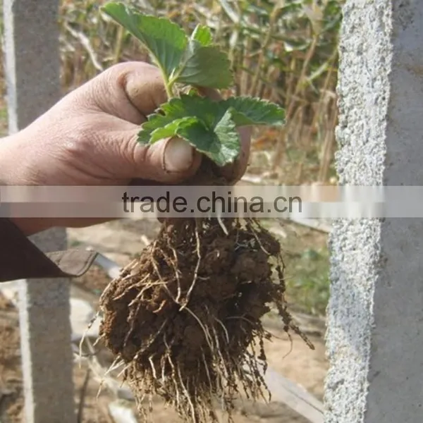Chitosan for Agriculture Plant Soil Regulator and Root Promotor photo-4