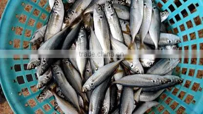 Horse Mackerel photo-2