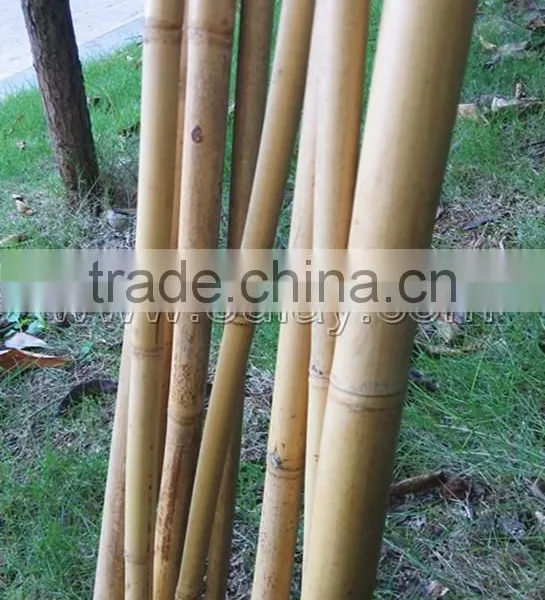 Hollow Guadua Bamboo Poles Can be Split photo-2