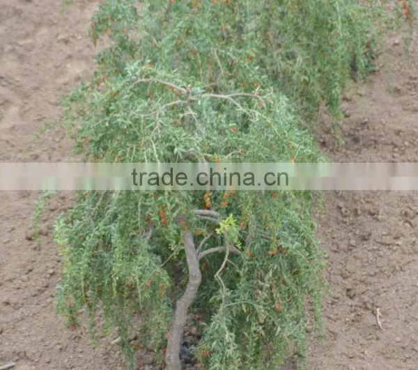 2016 Organic Goji Berries