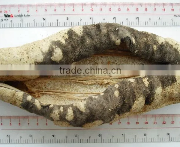 Dried Sea Cucumber ( Black/Yellow Sand Fish ) photo-4