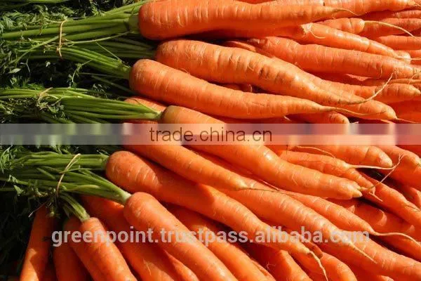 Carrot photo-5