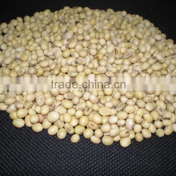 Soy Bean