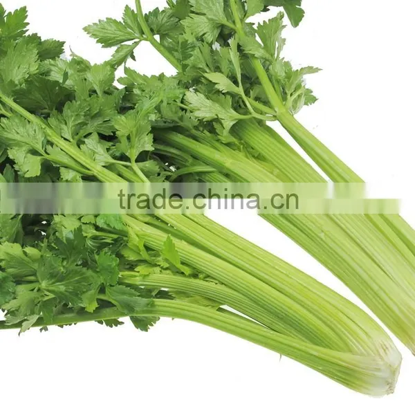 Fresh Celery photo-3